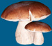der Steinpilz