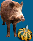 Das Wildschwein und der Krbis